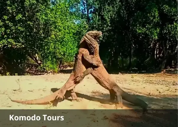 Komodo Tours