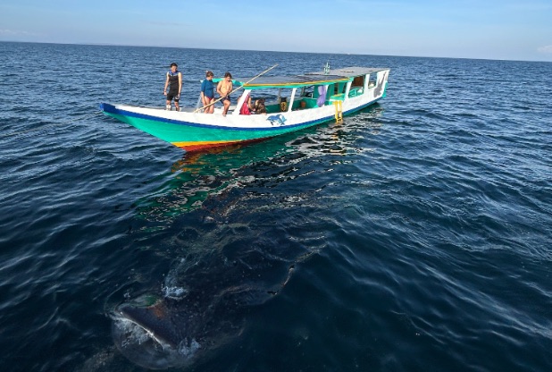 Whale Shark