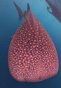 Free diving with the whale shark