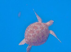 Swim with the turtle at Manjarite