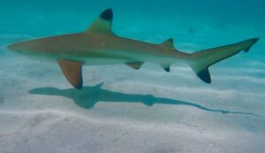 Baby Shark at Kelor Island